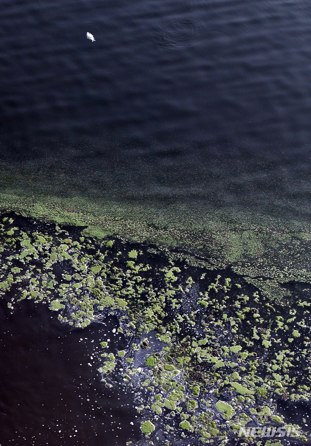 [광주=뉴시스] = 열흘째 폭염이 기승을 부린 지난 20일 오후 광주 남구 승촌보 좌·우안 영산강기슭이 녹조띠로 뒤덮여 있는 가운데, 죽은 물고기가 떠내려가고 있다. 2018.07.22.&nbsp; sdhdream@newsis.com