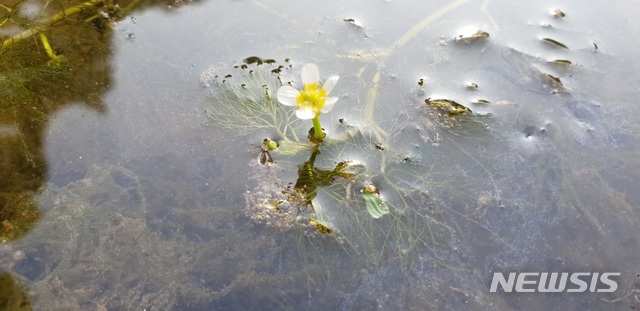 멸종위기종 2급 '매화마름' 