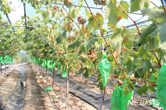 【영동=뉴시스】이성기 기자 = 지난 24일 오후 충북 영동군 추풍령면 오세운(67) 씨가 재배하는 포도나무가 폭염에 말라 죽어가고 있다.2018.07.25 sklee@newsis.com