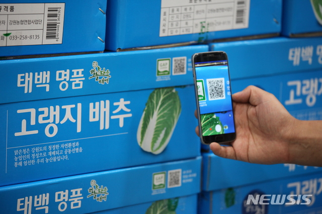 【태백=뉴시스】김태식 기자 = 25일 강원 태백농협(조합장 김병두) 농산물유통가공사업소에서 관내에서 생산된 고랭지배추 소포장 작업을 하고 있다. 태백농협은 전국 최초로 고랭지배추에 생산정보와 요리정보가 담긴 QR코드를 적용했다. 2018.07.25. newsenv@newsis.com