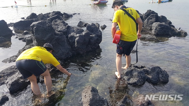 【제주=뉴시스】배상철 기자 = 26일 오전 10시30분께 제주 서귀포시 표선해수욕장에서 바다뱀이 출현했다는 신고에 서귀포해경과 해상구조대, 민간 안전요원 등이 인근 지역을 순찰하고 있다. 2018.07.26. (사진=해양경찰청 제공) bsc@newsis.com