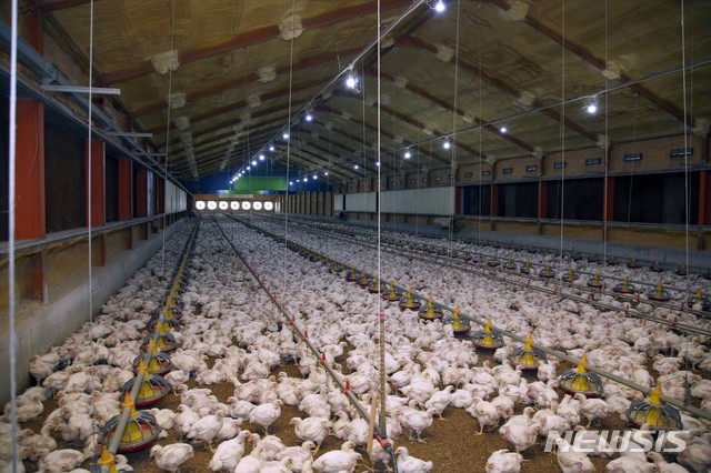 【서울=뉴시스】 연일 폭염이 이어지는 가운데 26일 전북 남원 양계 농장에서 닭들이 먹이를 먹고 있다. 2018.07.26. (사진=농촌진흥청 제공) photo@newsis.com