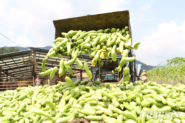 【화천=뉴시스】한윤식 기자 = 28일 오후 강원 화천군 간동면 용호리 농민들이 가격 폭락으로 생산비도 건지지 못하게 되자 애지중지 키워 온 애호박을 산지 폐기하고 있다. 2018.07.28.&nbsp; ysh@newsis.com