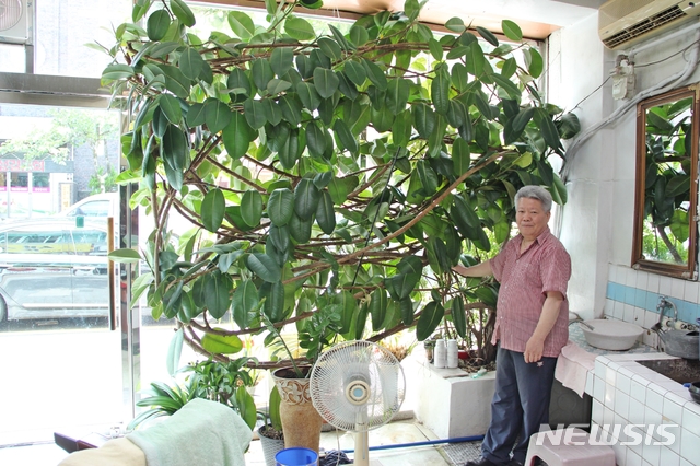 【영동=뉴시스】이성기 기자 = 28일 오후 충북 영동군 영동읍 계산리에 있는 60년 된 역전이용원에서 주인장 김형만(60) 씨가 30년 된 고무나무 앞에서 포즈를 취했다.2018.07.29 sklee@newsis.com