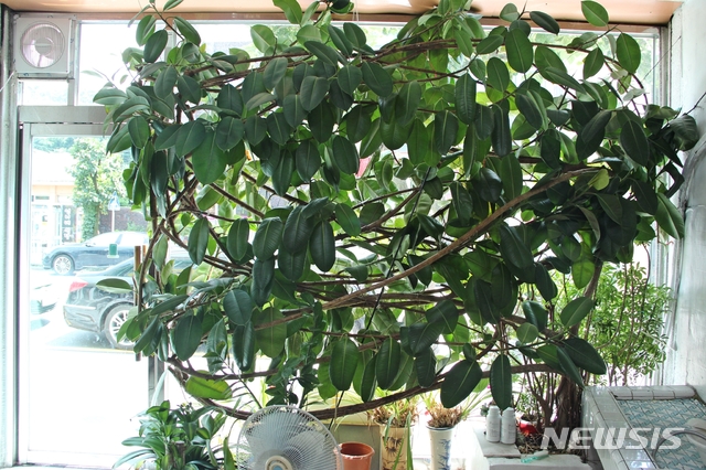 【영동=뉴시스】이성기 기자 = 28일 오후 충북 영동군 영동읍 계산리에 있는 60년 된 '역전이용원'의 30년 된 고무나무의 모습이 이채롭다.2018.07.29 sklee@newsis.com