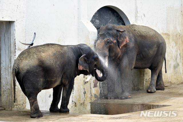 【대구=뉴시스】우종록 기자 = 기록적인 폭염이 이어지고 있는 30일 오후 대구시 중구 달성공원에서 무더위에 지친 꼬끼리가 시원한 물줄기를 맞으며 더위를 식히고 있다. 2018.07.30.&nbsp; wjr@newsis.com 