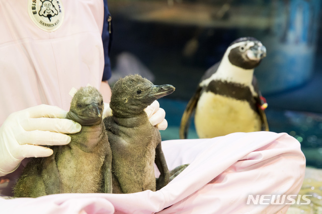【서울=뉴시스】롯데월드 아쿠아리움의 훔볼트 펭귄 형제. 2018.7.31(사진=롯데월드 제공) photo@newsis.com