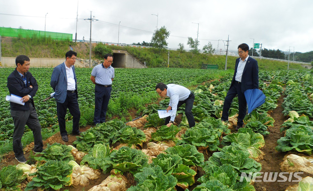 【나주=뉴시스】이창우 기자 = 30일 이병호 한국농수산식품유통공사(aT) 사장(오른쪽 두 번째)이 연일 지속되고 있는 폭염으로 어려움을 겪고 있는 고랭지 배추 생산지인 강원도 평창 대관령과 강릉 안반데기 지역을 방문해 배추밭 폭염 피해를 점검하고 있다. 2018.07.31. (사진=aT제공)&nbsp; photo@newsis.com 