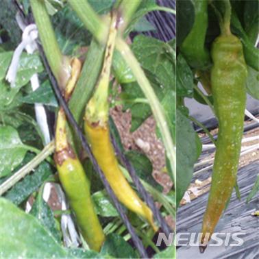 【진주=뉴시스】정경규 기자 = 고추가 석회 결핍으로 썩어가고 있다.