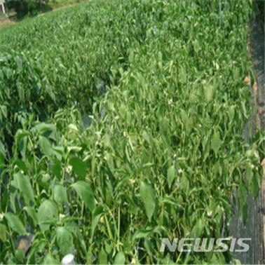 【진주=뉴시스】정경규 기자 = 고추가 수분부족으로 시들어가고 있다.