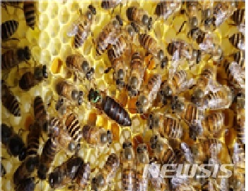 '낭충봉아부패병'에 강한 토종벌 품종 세계 최초 개발