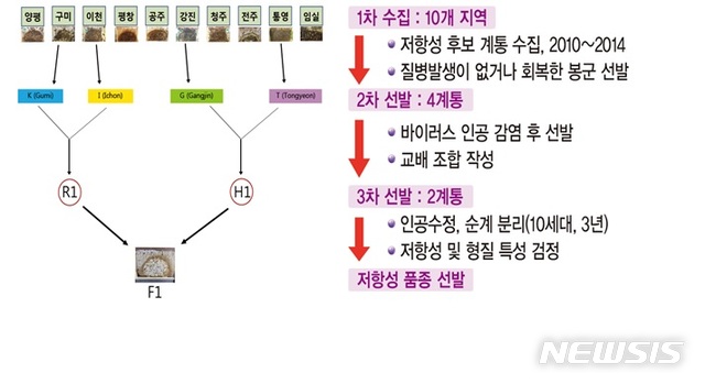 【세종=뉴시스】 토종벌 낭충봉아부패병 저항성 계통 선발 및 보급 과정. 2018.08.01