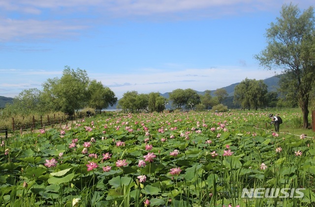  【양평=뉴시스】문영일 기자 = 4일 폭염이 지속되는 가운데 경기 양평군 양수리(두물머리) 세미원의 연꽃이 절정을 이뤄 장관을 연출하고 있다. 2018.08.04. (사진=세미원 제공) photo@newsis.com