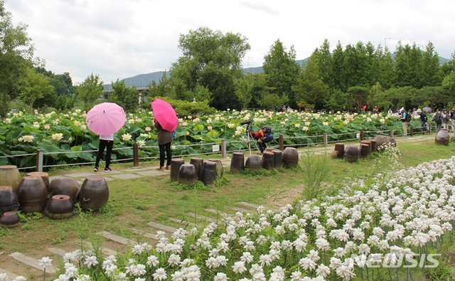  【양평=뉴시스】문영일 기자 = 4일 경기 양평군 두물머리 세미원의 연꽃이 절정을 이루고 있다. 2018.08.04. (사진=세미원 제공) photo@newsis.com