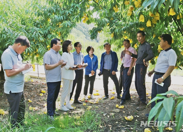 【보은=뉴시스】이성기 기자 = 7일 충북 보은군의회 의원들이 폭염 피해를 입은 과수 농가를 방문해 낙과 피해 등 폭염 피해 상황을 둘러보고 있다.2018.08.07(사진=보은군의회 제공) photo@newsis.com