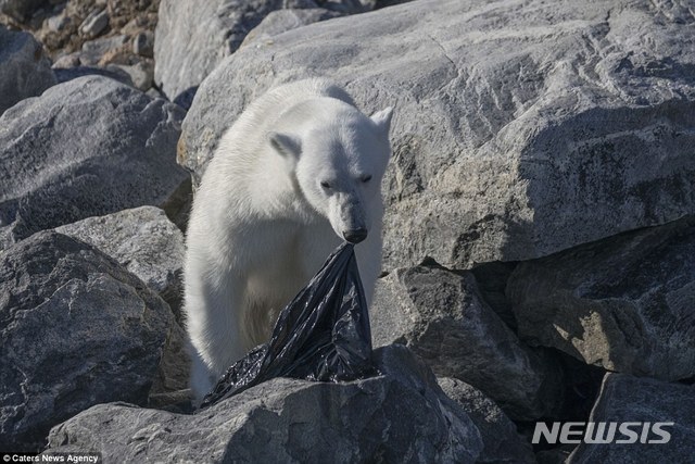 【서울=뉴시스】 노르웨이의 스발바르 제도의 한 해안에서 북극곰이 해안으로 유입된 비닐봉지 쓰레기를 물어뜯고 있다. (사진출처: 데일리메일 홈페이지 캡처) 2018.08.09.