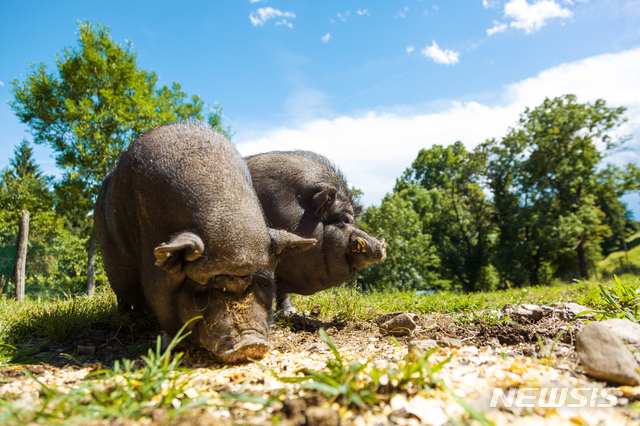 [원추 오늘의운세]돼지띠, 남쪽에서 연애할테요
