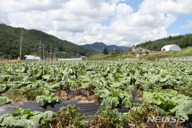 【홍천=뉴시스】한윤식 기자 = 연일 기록적인 폭염이 이어지고 있는 11일 오후 강원 홍천군 내면 농촌마을의 배추가 시들어 가고 있다.2018.08.11. ysh@newsis.com
