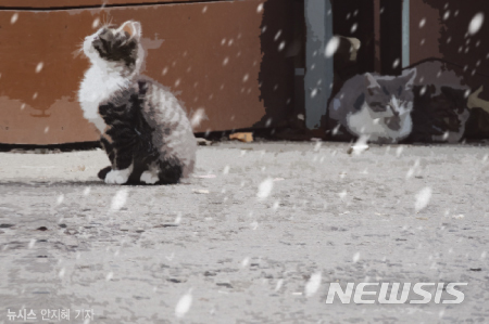 【서울=뉴시스】길냥이
