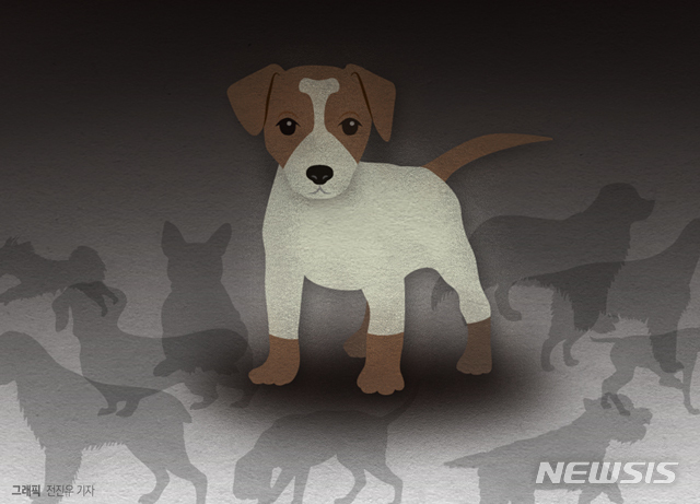 무책임한 반려동물 수집가들…'애니멀 호더' 규제 못하나