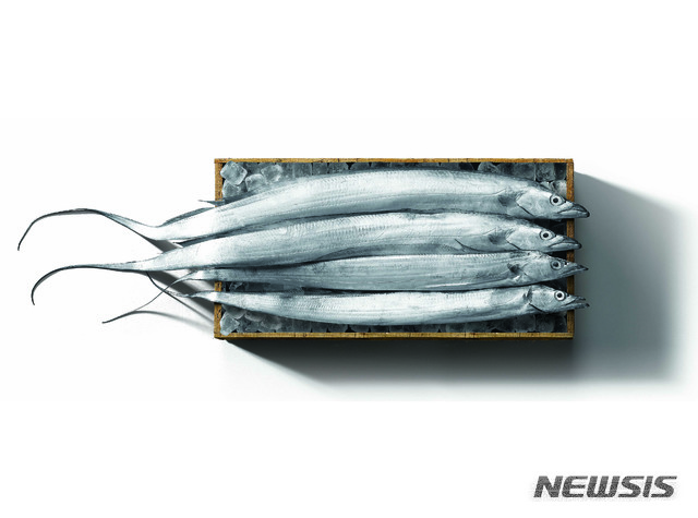 은갈치와 먹갈치 비교