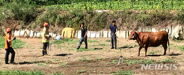 【광주=뉴시스】신대희 기자 = 15일 오전 9시29분께 광주 광산구 운수동 모 고등학교 주변 도로에 출몰한 소 1마리가 주행 중인 경차와 행인 전모(87)씨를 들이받았다. 광산소방서 구조대원들이 소를 밭으로 몰고 있다. 2018.08.15. (사진 = 광산소방서 제공) photo@newsis.com