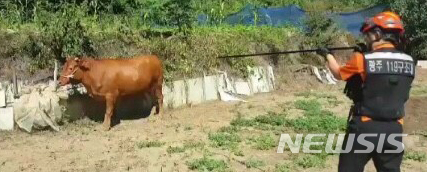 【광주=뉴시스】신대희 기자 = 15일 오전 9시29분께 광주 광산구 운수동 모 고등학교 주변 도로에 출몰한 소 1마리가 주행 중인 경차와 행인 전모(87)씨를 들이받았다. 광산소방서 구조대원들이 소를 밭으로 몬 뒤 마취제를 투여하고 있다. 2018.08.15. (사진 = 광산소방서 제공) photo@newsis.com