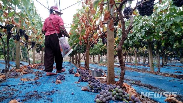 [안동=뉴시스] 2018년 8월 폭염피해가 난 영천의 한 포도농장. (사진=뉴시스 DB) 2021.07.29