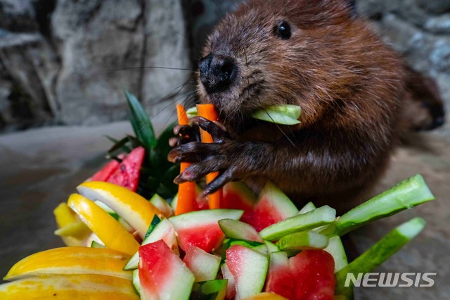 【서울=뉴시스】 말복인 16일 경기도 한화 아쿠아플라넷 일산에서 비버가 수박과 야채로 이루어진 보양식을 먹고 있다. 2018.08.16. (사진=한화호텔앤드리조트 제공) photo@newsis.com