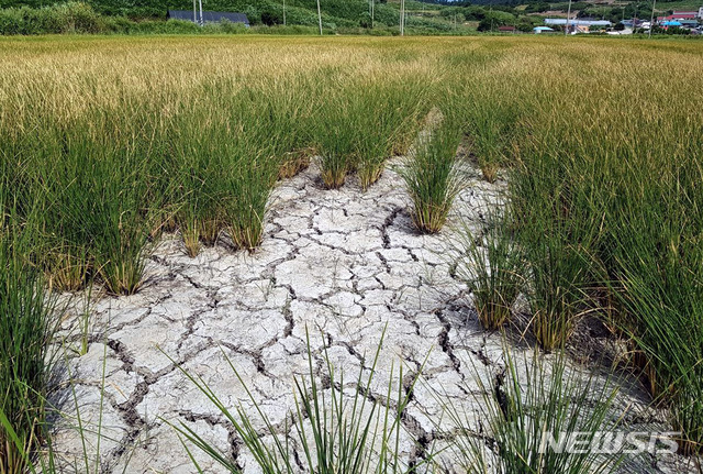 【신안=뉴시스】박상수 기자 = 폭염과 가뭄이 계속되면서 16일 전남 신안군 지도읍 당촌마을 일대 벼가 죽어가고 있다. . 2018.08.16. (사진=독자 제공) photo@newsis.com