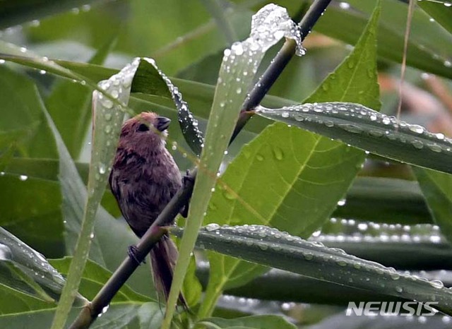 【서울=뉴시스】 16일 오후 경남 거창군 거창읍 강변의 풀밭에 폭염을 식혀주는 비가 내려 참새가 몸을 적시고 있다. 2018.08.16. (사진=거창군 제공) photo@newsis.com