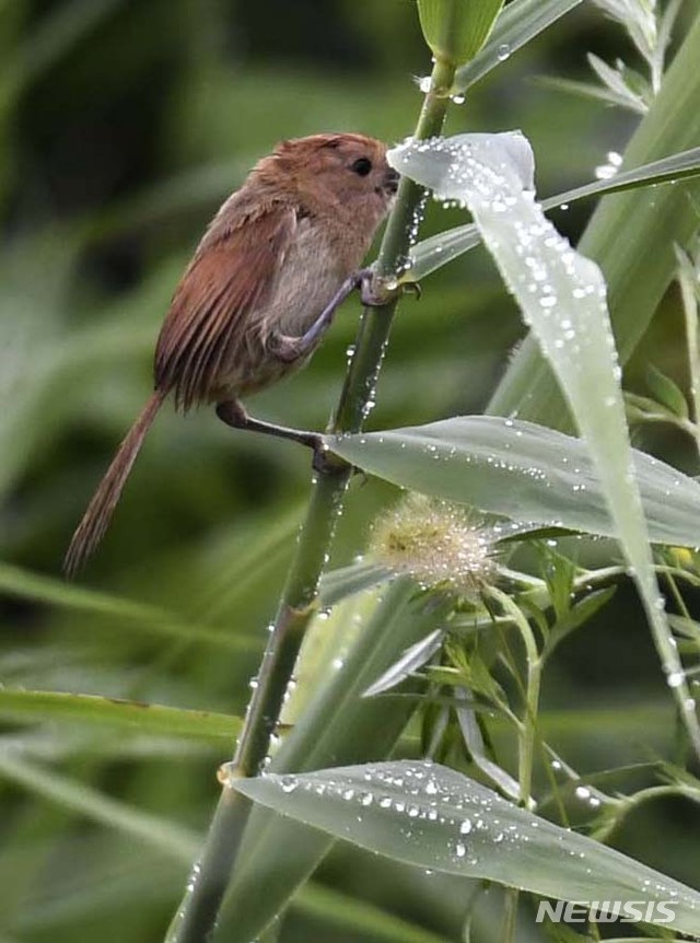 【서울=뉴시스】 말복인 16일 오후 경남 거창군 거창읍 강변의 풀밭에 폭염을 식혀주는 비가 내리는 가운데 뱁새(붉은머리오목눈이)가 몸을 적시고 있다. 2018.08.16. (사진=거창군 제공) photo@newsis.com
