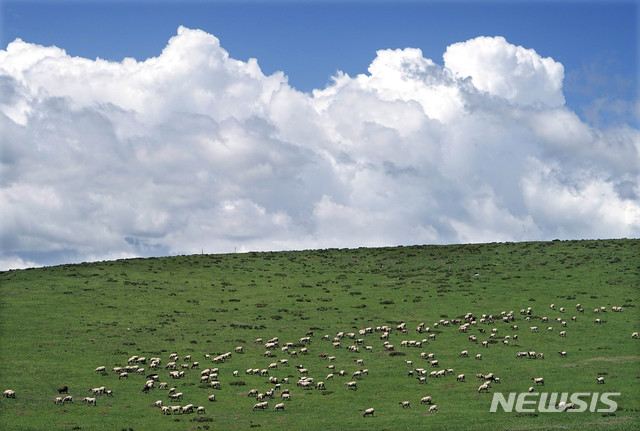[원추 오늘의운세]양띠, 무리를 이루면 사나운 승냥이도 물리칠 수 있다