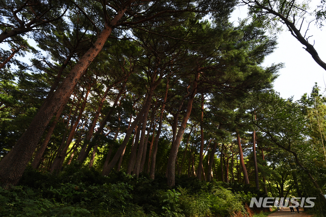 【기장=뉴시스】차용현 기자 = 17일 오후 부산 기장군 철마면 미동마을 인근 아홉산 금강소나무 숲에 여름의 더위를 식히는 초록바람이 일렁이고 있다. 2018.08.17. con@newsis.com