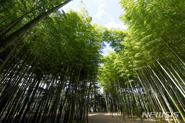 【기장=뉴시스】차용현 기자 = 17일 오후 부산 기장군 철마면 미동마을 인근 아홉산 대나무숲에 여름의 더위를 식히는 초록바람이 일렁이고 있다. 2018.08.17. con@newsis.com