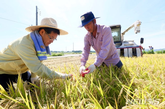 【부안=뉴시스】고석중 기자 = 18일 오전 권익현 부안군수(왼쪽)가 농가와 함께 보안면 유천뜰에서 수확을 앞둔 벼를 살펴보고 있다. 2018.08.18. (사진=부안군 제공) photo@newsis.com