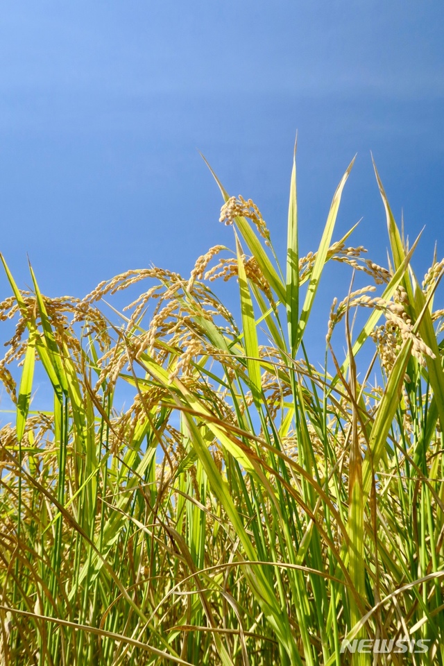  【부안=뉴시스】고석중 기자 = 18일 오전 부안군 보안면 유천뜰에서 조생종 '진부53호'가 수확을 기다리고 있다. 2018.08.18. (사진=부안군 제공) photo@newsis.com