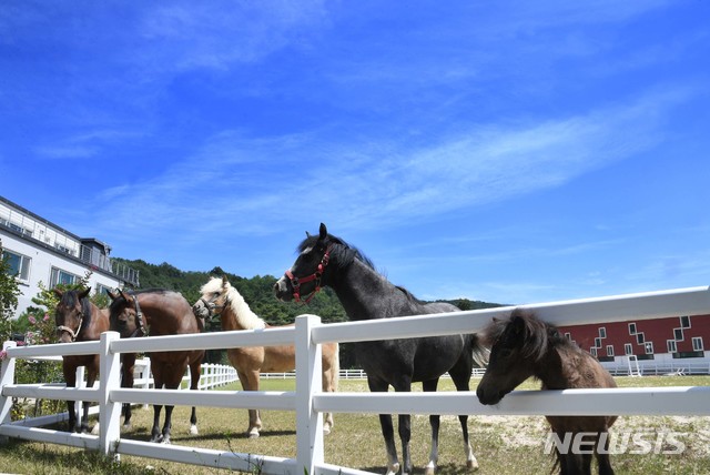 【서울=뉴시스】 더위가 물러간다는 처서를 이틀 앞둔 21일 경남 거창군 위천면 남산리 오로라 승마장의 말들이 짙푸른 하늘아래서 풀을 뜯어 먹고 있다. 2018.08.21. (사진=거창군 제공) photo@newsis.com