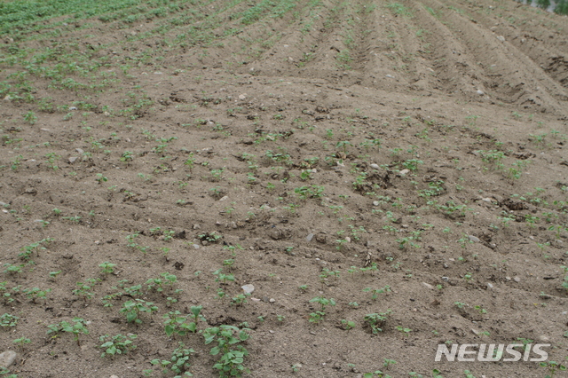 【평창=뉴시스】한윤식 기자 = 지난해 8월22일 오후 강원 평창군이 내달 1일 개막되는 효석문화제를 앞두고 봉평면 효석문화마을 일대 12만4708㎡(3만7000여 평)에 조성된 메밀밭의 잎이 말라가는 등 고사피해가 발생해 있다. 2018.08.22. ysh@newsis.com