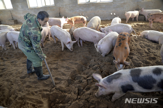 '아직은 괜찮은데…' 돼지열병, 돼지고기 값 올라갈 수도