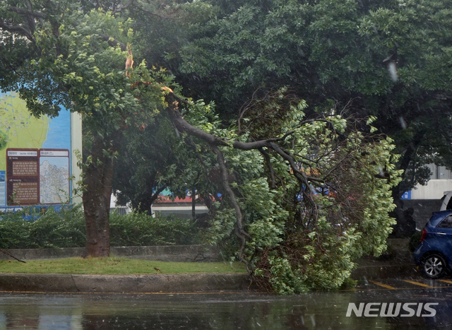 【제주=뉴시스】강정만 기자 = 22일과 23일 제주도에 근접한 제19호 태풍 '솔릭'이 몰고온 비바람에 제주시 연동 거리에 50여년된 가로수가 꺾여져 있다. 2018.08.23&nbsp; kjm@newsis.com 