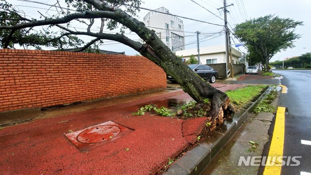 【제주=뉴시스】조수진 기자 = 23일 오전 제19호 태풍 ‘솔릭(SOULIK)’이 몰고온 강한 바람에 제주시 노형동에 있는 가로수가 쓰러져 있다. 2018.08.23. (사진=독자제공)&nbsp; photo@newsis.com 
