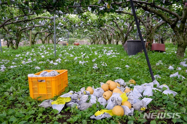【순천=뉴시스】김석훈 기자 = 전남 순천시(시장 허석)는 제19호 태풍 '솔릭'이 한반도를 지나간 가운데 24일 순천시 낙안면 100여 배 농가에서 낙과 피해가 발생했다고 밝혔다. 2018.08.24. (사진=순천시청 제공)&nbsp;&nbsp;&nbsp; kim@newsis.com