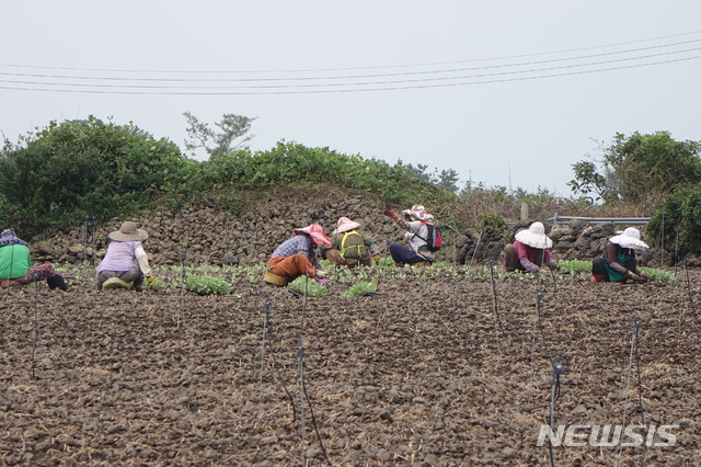 【제주=뉴시스】제주 채소를 파종하는 농민들. kjm@newsis.com