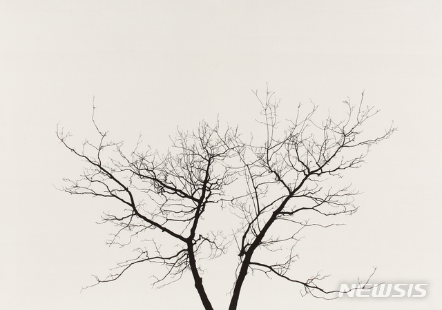 【서울=뉴시스】 김종규_빛으로부터-나무형상