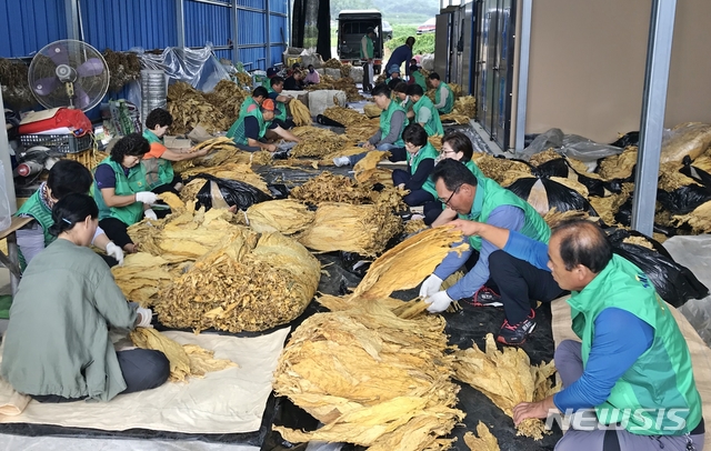 【보은=뉴시스】이성기 기자 = 지난 27일 오후 충북 보은군새마을회 회원들이 보은읍 중초리의 담배 농가를 방문해 담뱃잎 다듬기 작업을 돕고 있다.2018.08.28(사진=보은군 제공) photo@newsis.com