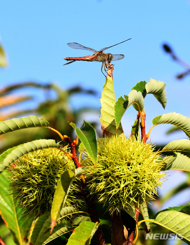 【남해=뉴시스】차용현 기자 = 30일 오전 경남 남해군 남해읍 인근 들녘에서 잠자리 한 마리가 아직 설익은 밤송이가 달려있는 밤나무에 앉아 휴식을 취하고 있다. 2018.08.30.&nbsp; con@newsis.com 