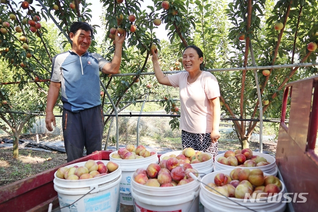 【옥천=뉴시스】이성기 기자 = 지난 4일 충북 옥천군 청성면 조천리 안광선(60)·김영덕(56)씨 부부가 탐스럽게 영근 자두 ‘추희’를 따며 풍성한 수확의 기쁨을 누리고 있다.2018.09.05(사진=옥천군 제공) photo@newsis.com