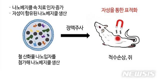 철산화물 함유 '나노베지클', 척추손상 치료 가능성 높여 