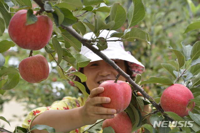 【정선=뉴시스】강원 정선 사과 (뉴시스 DB)